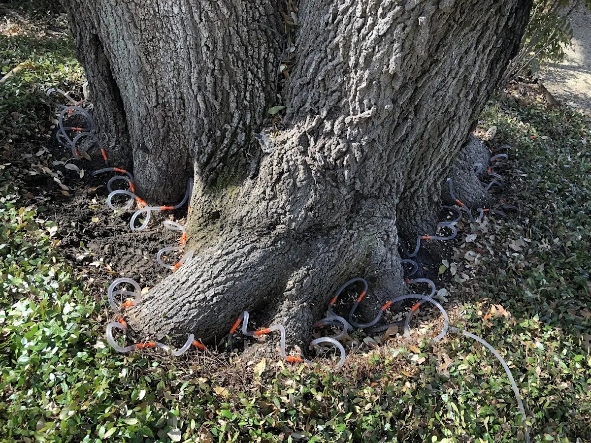 Detailed Tree Cabling and Bracing job site in Albert City