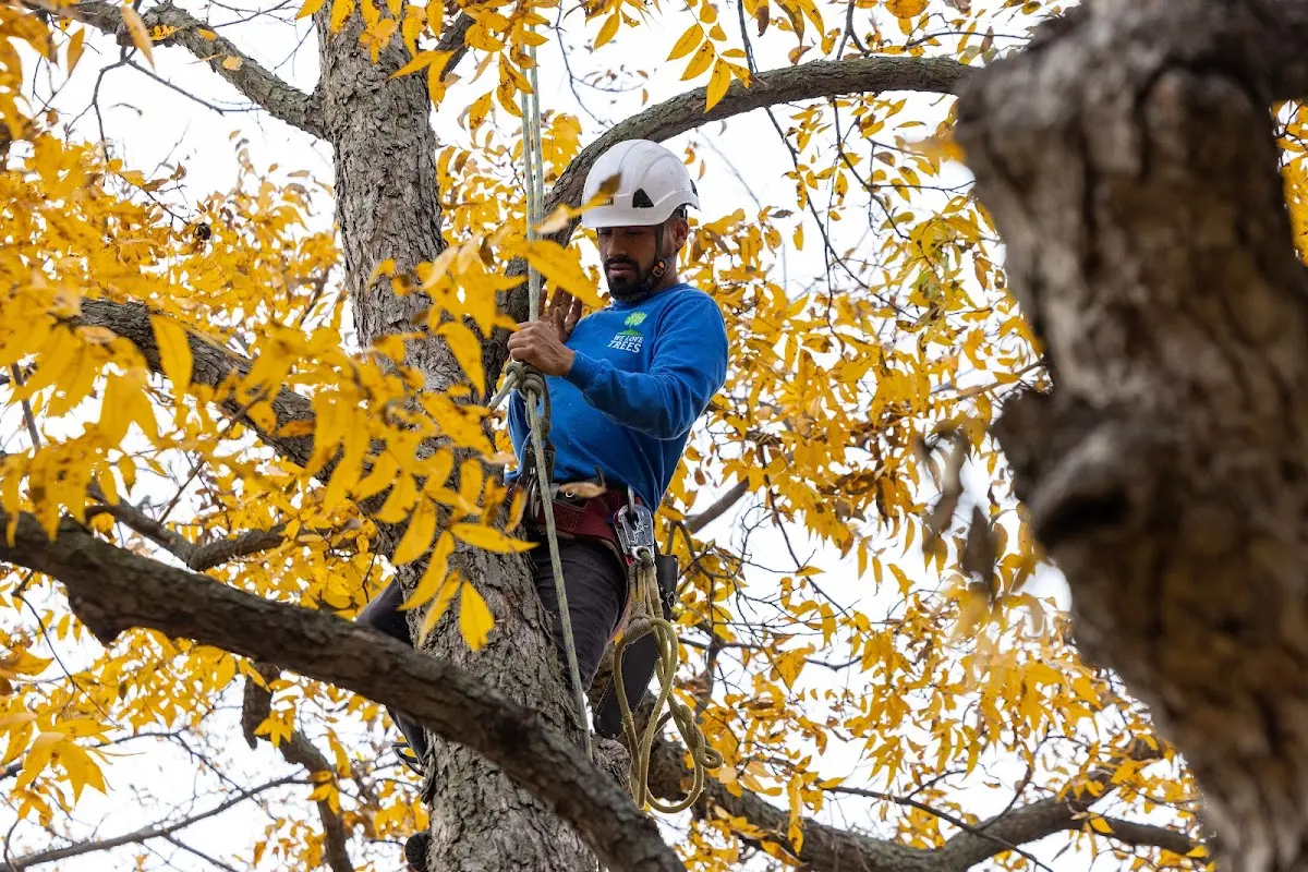 Skilled Tree Pruning crew working in Albert City